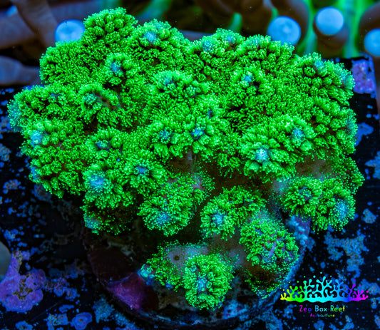Pocilliopora Coral- Nuclear Green Pocci Frag Pocilliopora Coral- Nuclear Green Pocci Frag SPS Pocilliopora Coral- Nuclear Green Pocci Frag Zeo Box Reef