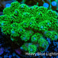 Pocilliopora Coral- Nuclear Green Pocci Frag Pocilliopora Coral- Nuclear Green Pocci Frag SPS Pocilliopora Coral- Nuclear Green Pocci Frag Zeo Box Reef