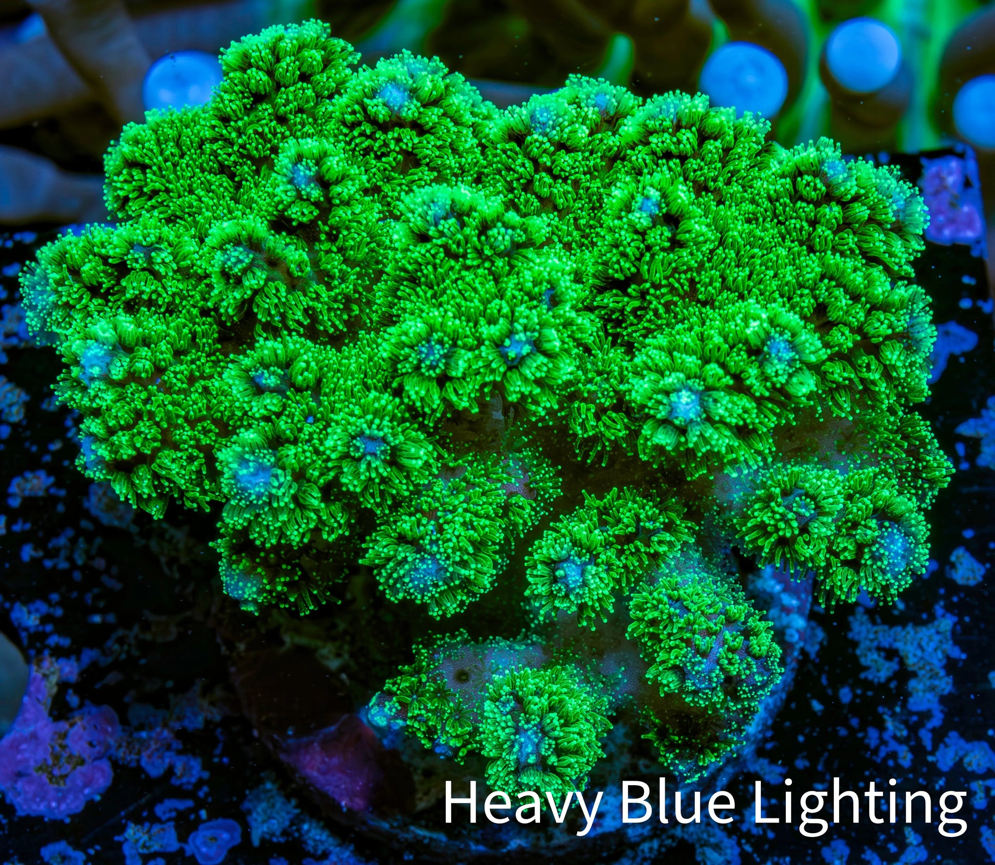 Pocilliopora Coral- Nuclear Green Pocci Frag Pocilliopora Coral- Nuclear Green Pocci Frag SPS Pocilliopora Coral- Nuclear Green Pocci Frag Zeo Box Reef
