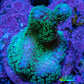 Pocilliopora Coral- Pocci Frag WYSIWYG Pocilliopora Coral- Pocci Frag WYSIWYG SPS Pocilliopora Coral- Pocci Frag WYSIWYG Zeo Box Reef