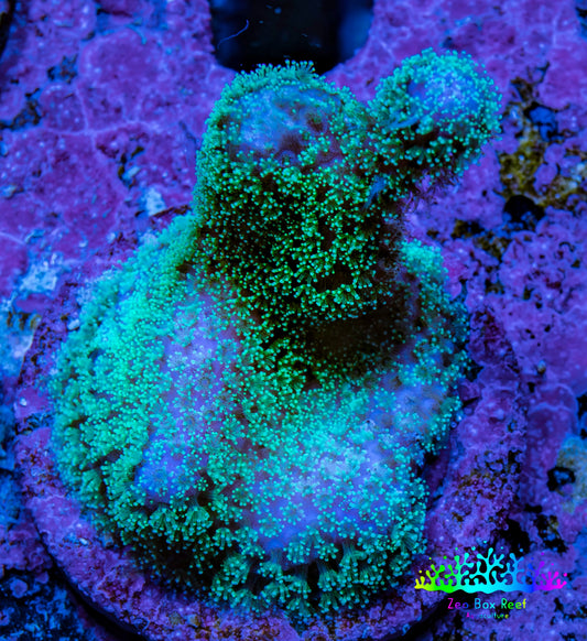 Pocilliopora Coral- Pocci Frag WYSIWYG Pocilliopora Coral- Pocci Frag WYSIWYG SPS Pocilliopora Coral- Pocci Frag WYSIWYG Zeo Box Reef