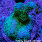 Pocilliopora Coral- Pocci Frag WYSIWYG Pocilliopora Coral- Pocci Frag WYSIWYG SPS Pocilliopora Coral- Pocci Frag WYSIWYG Zeo Box Reef