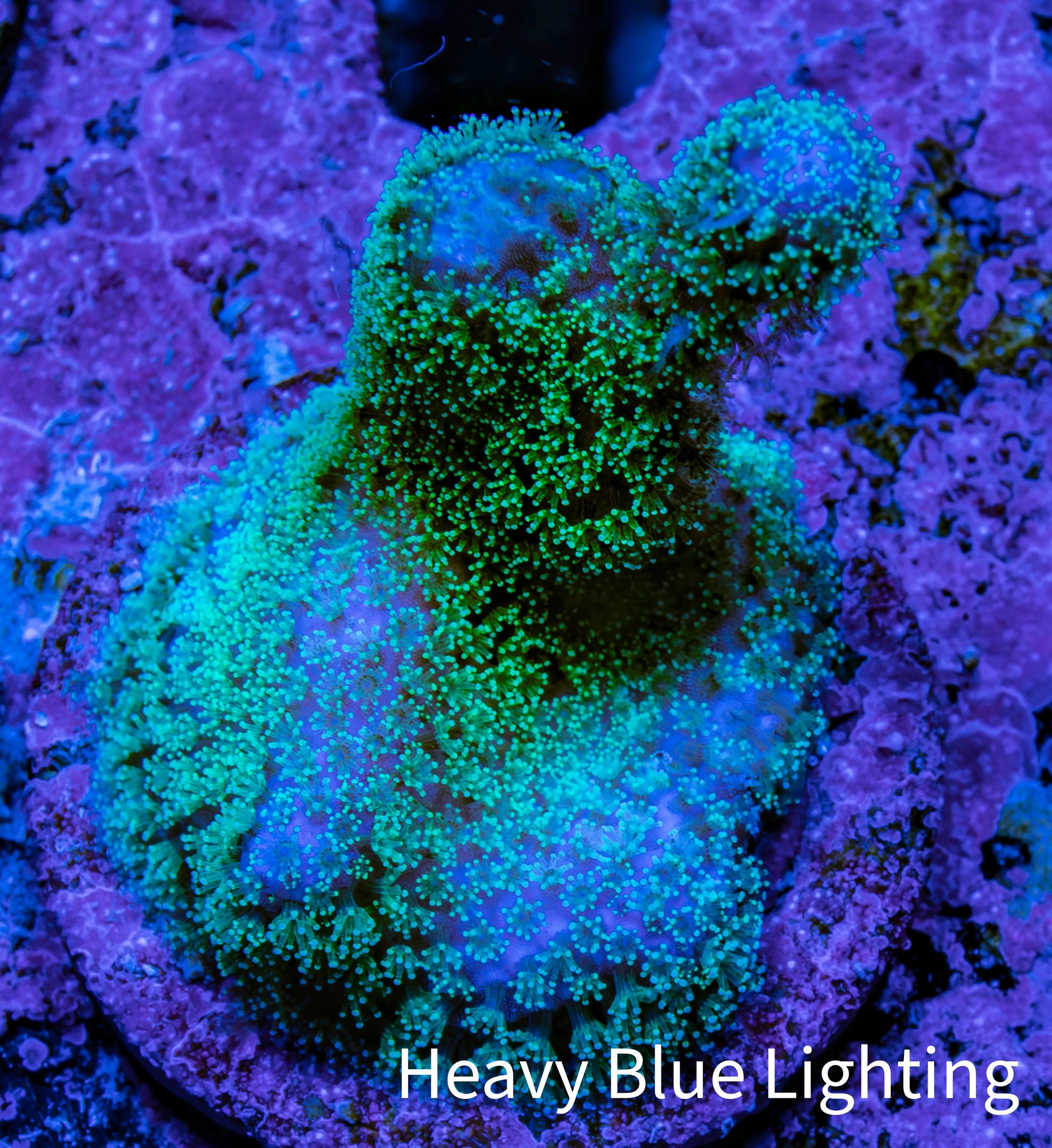 Pocilliopora Coral- Pocci Frag WYSIWYG Pocilliopora Coral- Pocci Frag WYSIWYG SPS Pocilliopora Coral- Pocci Frag WYSIWYG Zeo Box Reef