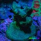 Porities Coral Frag  WYSIWYG A3R5B1 Porities Coral Frag  WYSIWYG A3R5B1 SPS Porities Coral Frag  WYSIWYG A3R5B1 Zeo Box Reef
