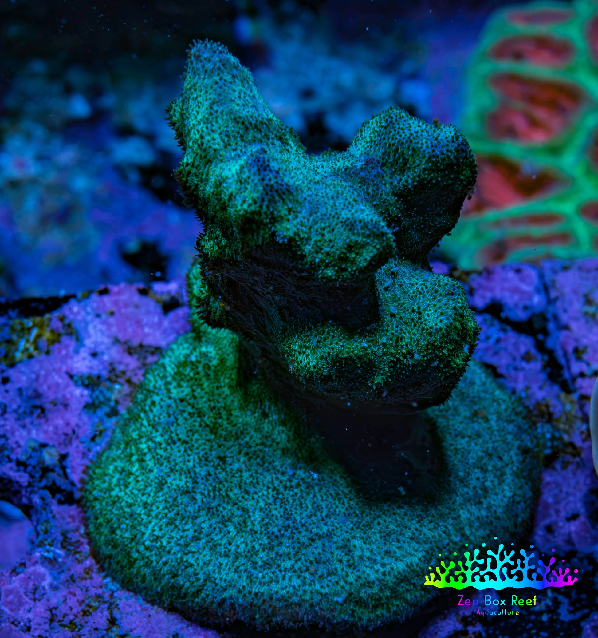 Porities Coral Frag  WYSIWYG A3R5B1 Porities Coral Frag  WYSIWYG A3R5B1 SPS Porities Coral Frag  WYSIWYG A3R5B1 Zeo Box Reef