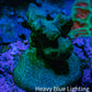 Porities Coral Frag  WYSIWYG A3R5B1 Porities Coral Frag  WYSIWYG A3R5B1 SPS Porities Coral Frag  WYSIWYG A3R5B1 Zeo Box Reef
