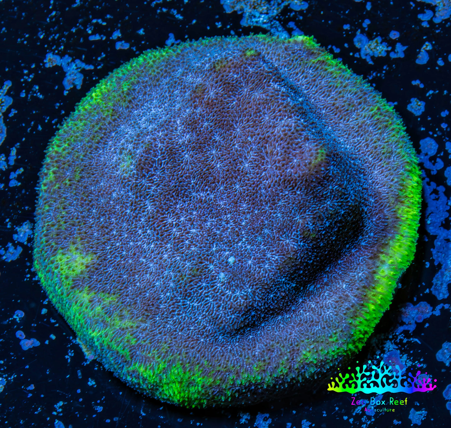 Psammocora Coral- Frag-  WYSIWYG Frag Psammocora Coral- Frag-  WYSIWYG Frag SPS Psammocora Coral- Frag-  WYSIWYG Frag Zeo Box Reef