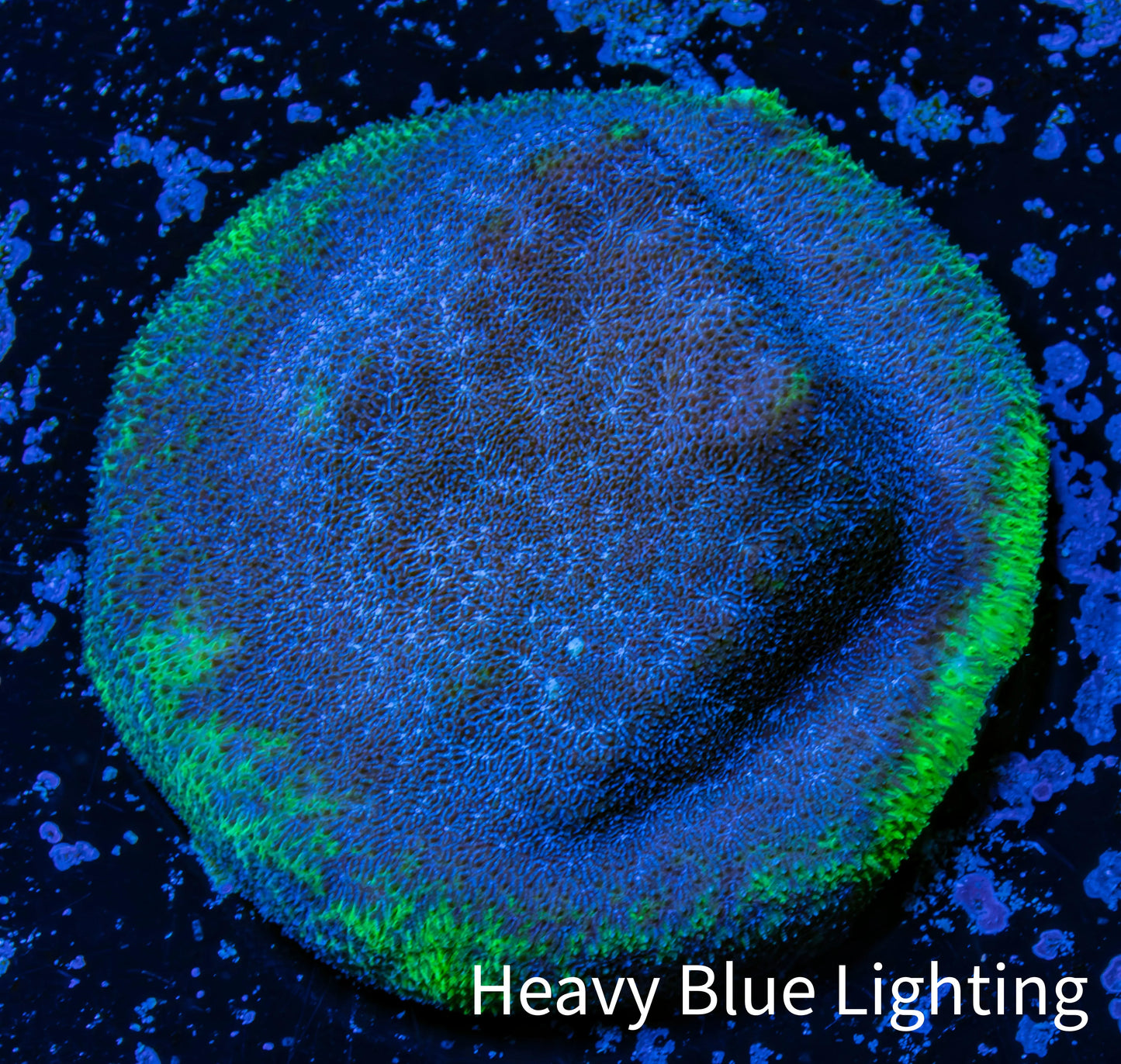 Psammocora Coral- Frag-  WYSIWYG Frag Psammocora Coral- Frag-  WYSIWYG Frag SPS Psammocora Coral- Frag-  WYSIWYG Frag Zeo Box Reef