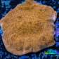 Psammocora Coral- Frag-  WYSIWYG Frag Psammocora Coral- Frag-  WYSIWYG Frag SPS Psammocora Coral- Frag-  WYSIWYG Frag Zeo Box Reef