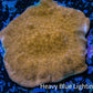 Psammocora Coral- Frag-  WYSIWYG Frag Psammocora Coral- Frag-  WYSIWYG Frag SPS Psammocora Coral- Frag-  WYSIWYG Frag Zeo Box Reef