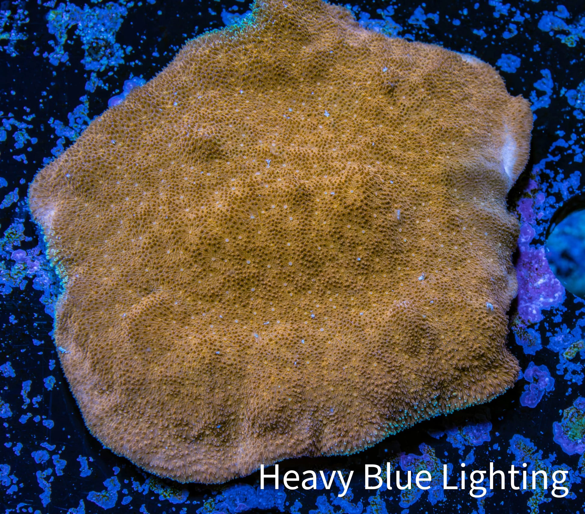Psammocora Coral- Frag-  WYSIWYG Frag Psammocora Coral- Frag-  WYSIWYG Frag SPS Psammocora Coral- Frag-  WYSIWYG Frag Zeo Box Reef