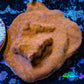Psammocora Coral- Frag-  WYSIWYG Frag Psammocora Coral- Frag-  WYSIWYG Frag SPS Psammocora Coral- Frag-  WYSIWYG Frag Zeo Box Reef