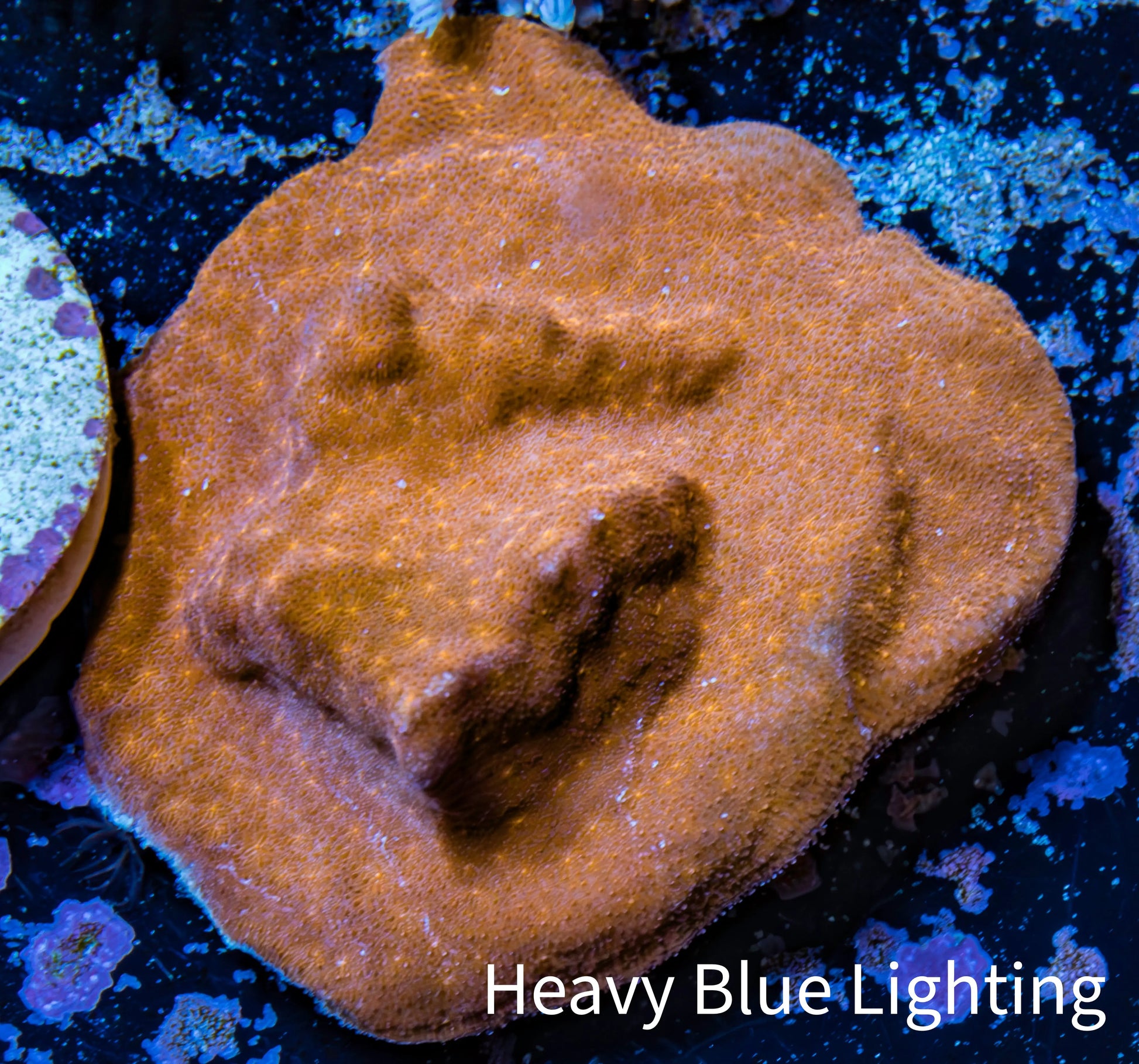 Psammocora Coral- Frag-  WYSIWYG Frag Psammocora Coral- Frag-  WYSIWYG Frag SPS Psammocora Coral- Frag-  WYSIWYG Frag Zeo Box Reef