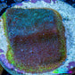 Psammocora Coral- Frag-  WYSIWYG Frag Psammocora Coral- Frag-  WYSIWYG Frag SPS Psammocora Coral- Frag-  WYSIWYG Frag Zeo Box Reef