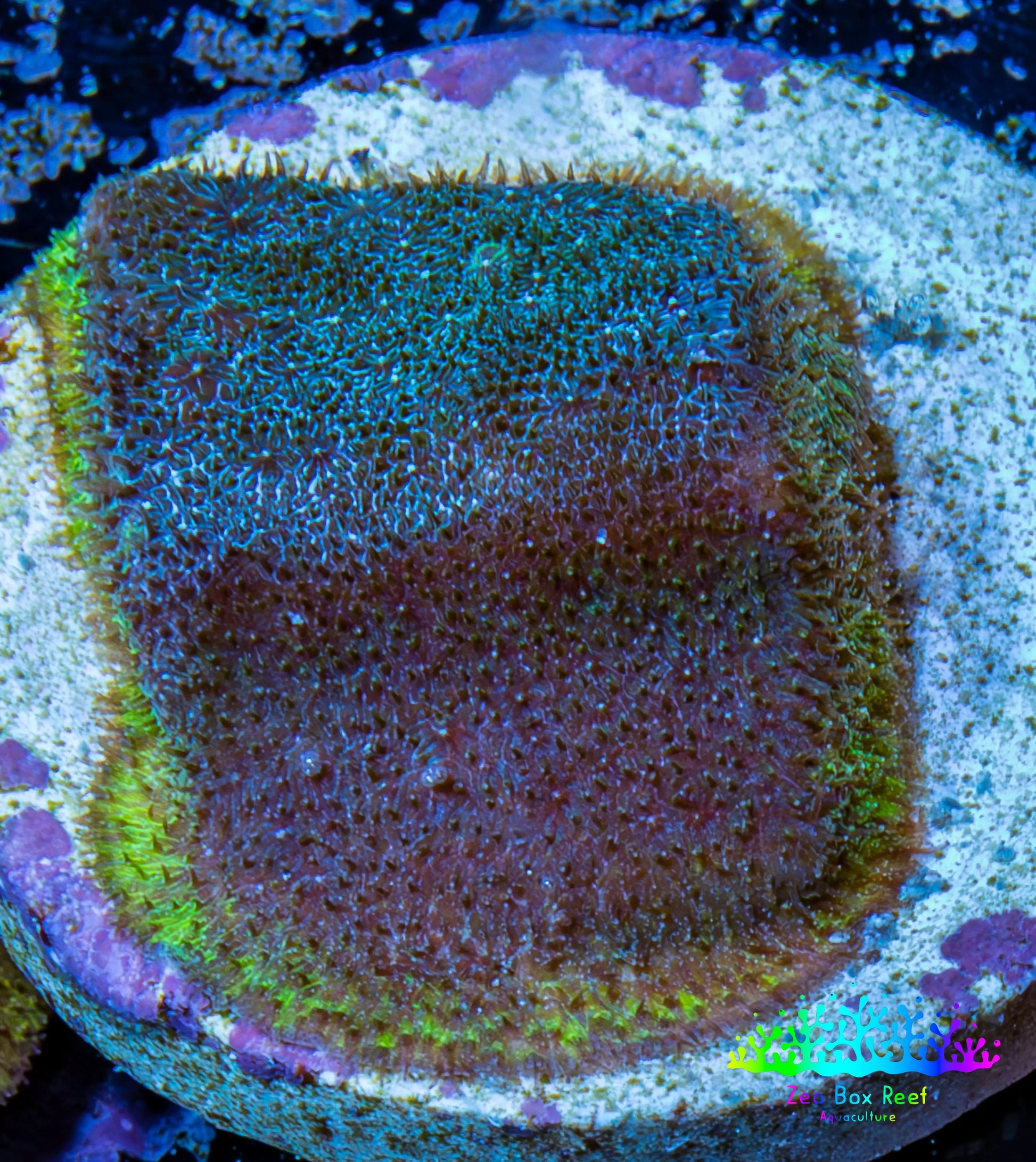 Psammocora Coral- Frag-  WYSIWYG Frag Psammocora Coral- Frag-  WYSIWYG Frag SPS Psammocora Coral- Frag-  WYSIWYG Frag Zeo Box Reef