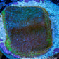 Psammocora Coral- Frag-  WYSIWYG Frag Psammocora Coral- Frag-  WYSIWYG Frag SPS Psammocora Coral- Frag-  WYSIWYG Frag Zeo Box Reef