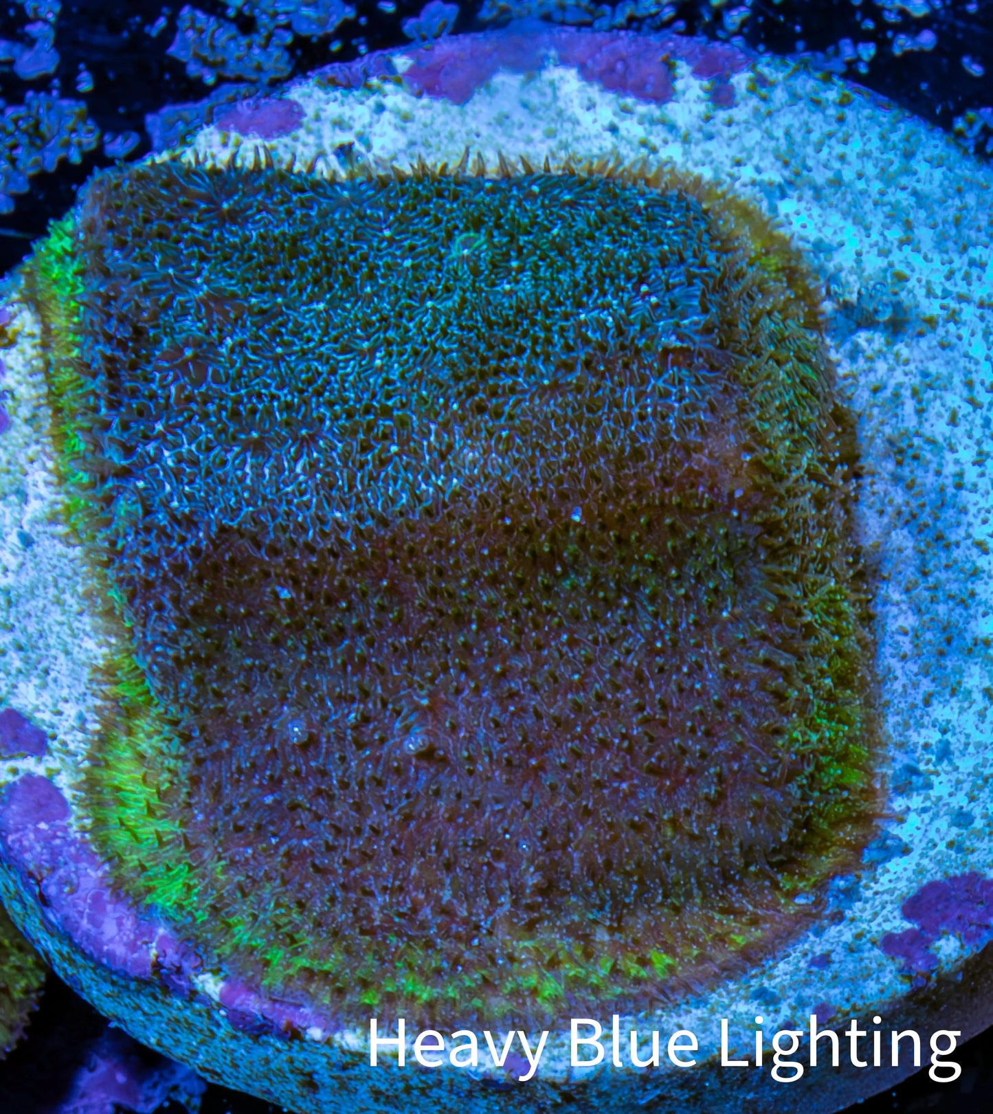 Psammocora Coral- Frag-  WYSIWYG Frag Psammocora Coral- Frag-  WYSIWYG Frag SPS Psammocora Coral- Frag-  WYSIWYG Frag Zeo Box Reef