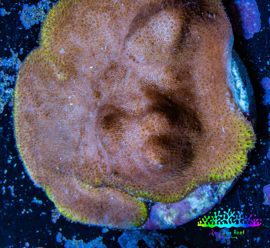 Psammocora Coral- Frag-  WYSIWYG Frag Psammocora Coral- Frag-  WYSIWYG Frag SPS Psammocora Coral- Frag-  WYSIWYG Frag Zeo Box Reef