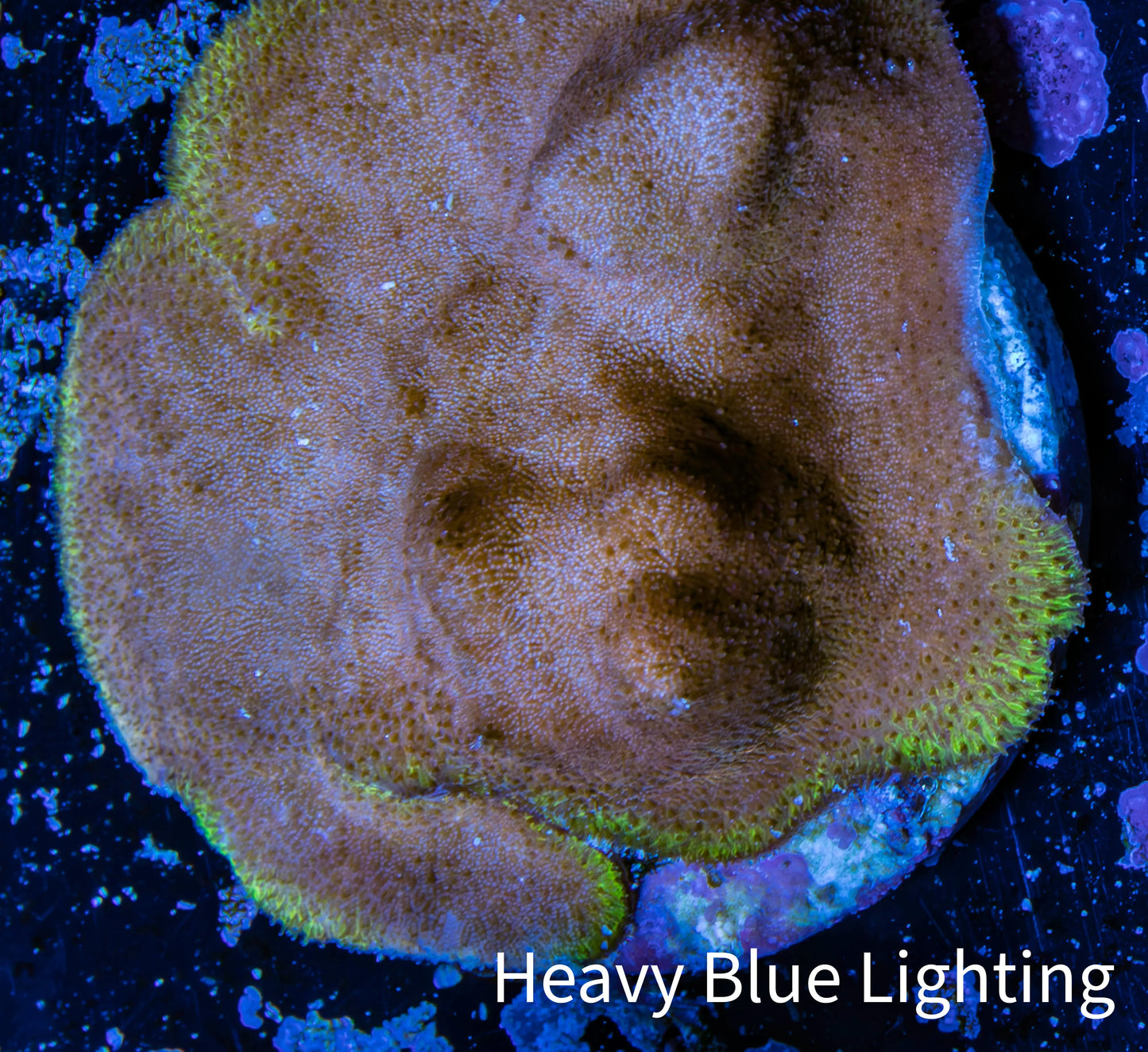 Psammocora Coral- Frag-  WYSIWYG Frag Psammocora Coral- Frag-  WYSIWYG Frag SPS Psammocora Coral- Frag-  WYSIWYG Frag Zeo Box Reef