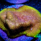 Psammocora Coral- Frag-  WYSIWYG Psammocora Coral- Frag-  WYSIWYG SPS Psammocora Coral- Frag-  WYSIWYG Zeo Box Reef
