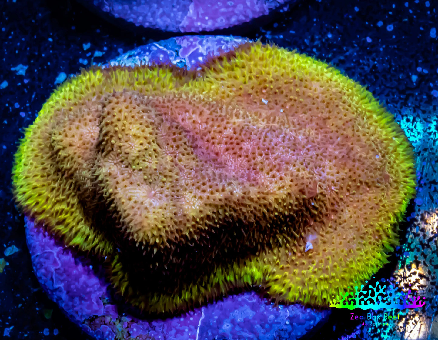 Psammocora Coral- Frag-  WYSIWYG Psammocora Coral- Frag-  WYSIWYG SPS Psammocora Coral- Frag-  WYSIWYG Zeo Box Reef