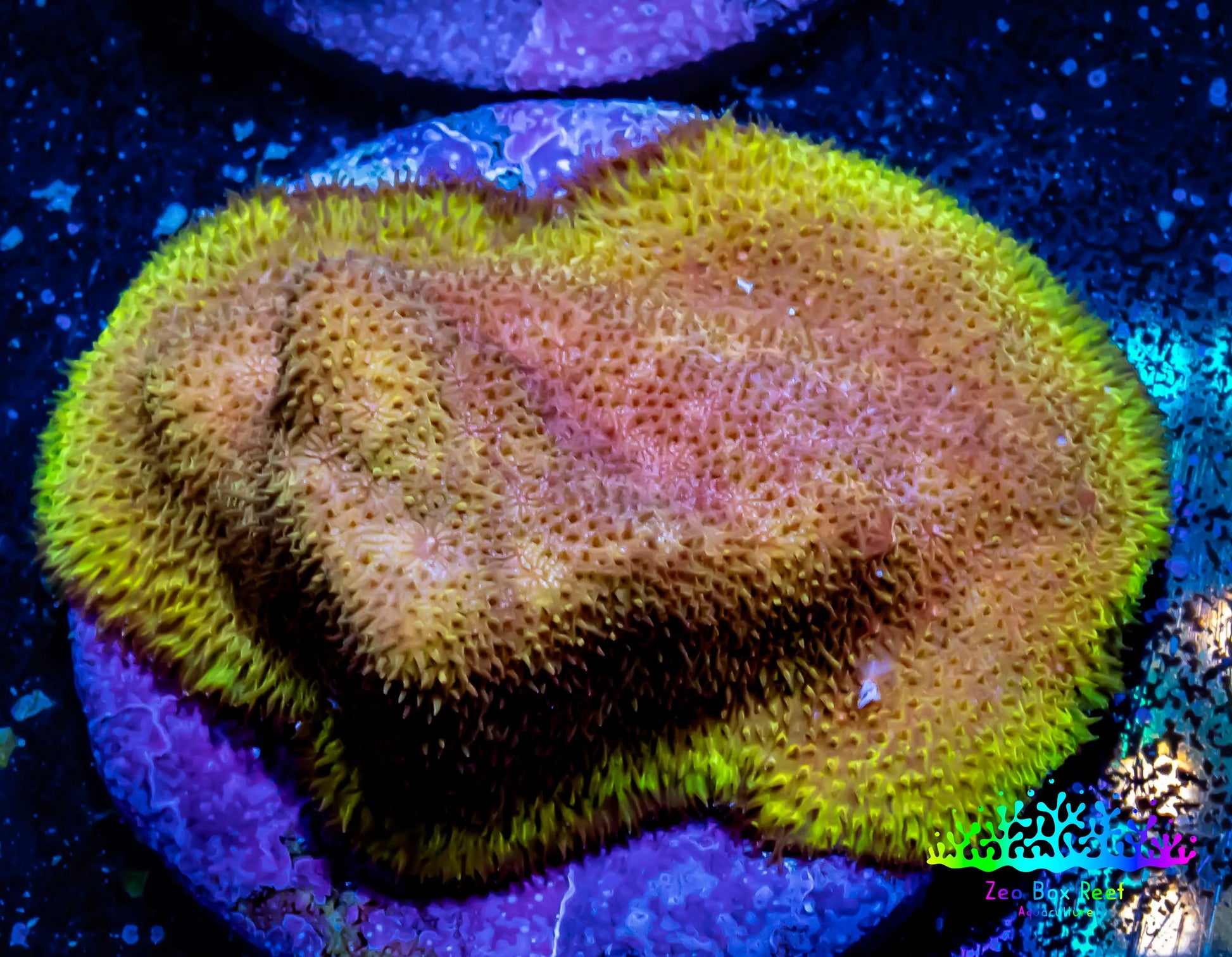 Psammocora Coral- Frag-  WYSIWYG Psammocora Coral- Frag-  WYSIWYG SPS Psammocora Coral- Frag-  WYSIWYG Zeo Box Reef