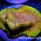 Psammocora Coral- Frag-  WYSIWYG Psammocora Coral- Frag-  WYSIWYG SPS Psammocora Coral- Frag-  WYSIWYG Zeo Box Reef