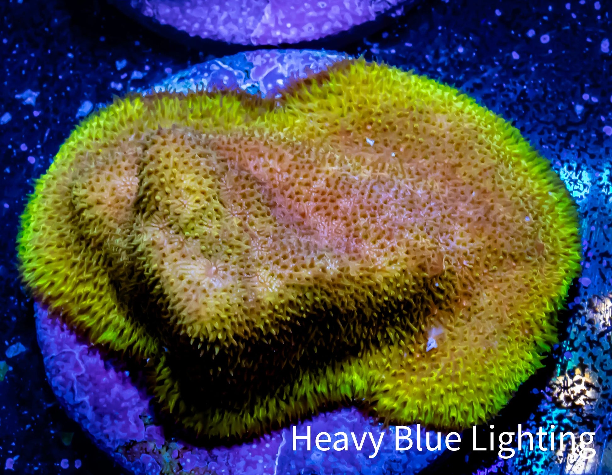 Psammocora Coral- Frag-  WYSIWYG Psammocora Coral- Frag-  WYSIWYG SPS Psammocora Coral- Frag-  WYSIWYG Zeo Box Reef