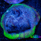 Psammocora Coral- Frag-  WYSIWYG Psammocora Coral- Frag-  WYSIWYG SPS Psammocora Coral- Frag-  WYSIWYG Zeo Box Reef