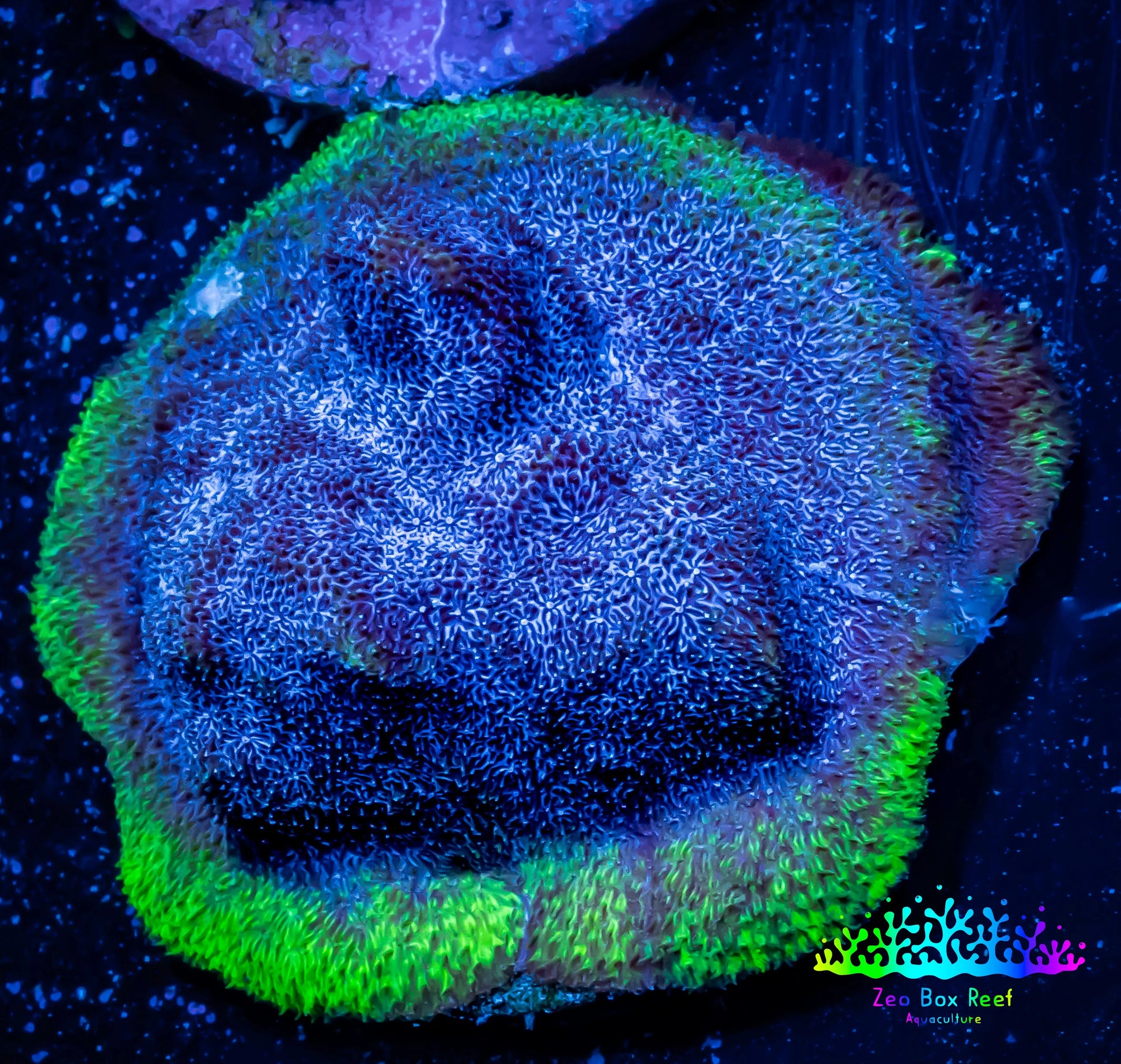 Psammocora Coral- Frag-  WYSIWYG Psammocora Coral- Frag-  WYSIWYG SPS Psammocora Coral- Frag-  WYSIWYG Zeo Box Reef