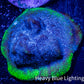 Psammocora Coral- Frag-  WYSIWYG Psammocora Coral- Frag-  WYSIWYG SPS Psammocora Coral- Frag-  WYSIWYG Zeo Box Reef