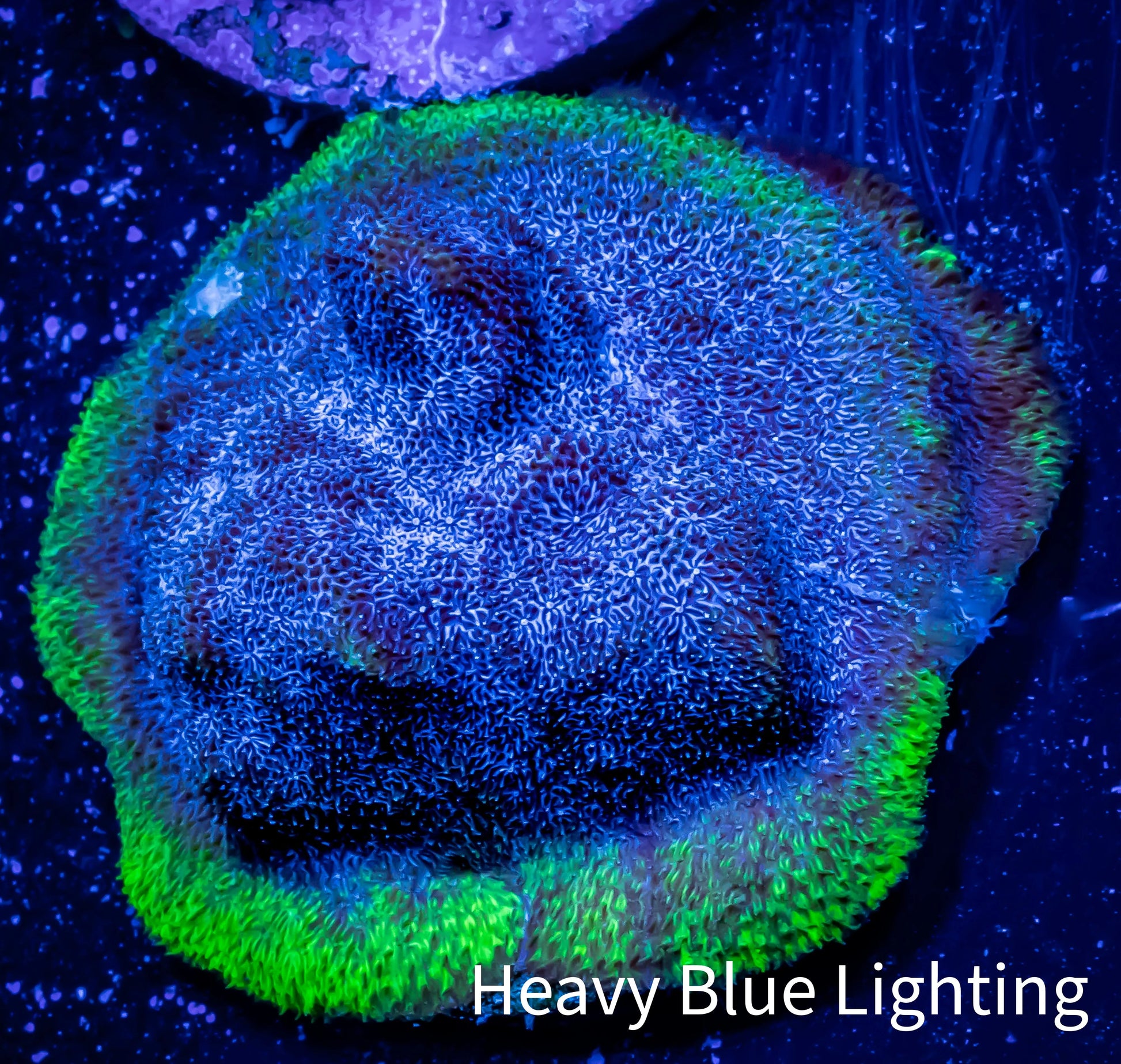 Psammocora Coral- Frag-  WYSIWYG Psammocora Coral- Frag-  WYSIWYG SPS Psammocora Coral- Frag-  WYSIWYG Zeo Box Reef