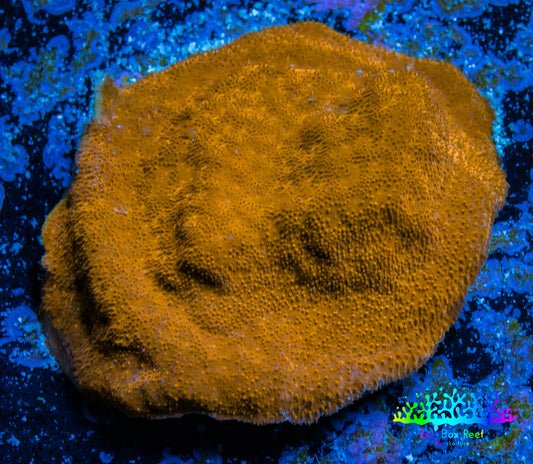 Psammocora Coral- Frag-  WYSIWYG Psammocora Coral- Frag-  WYSIWYG SPS Psammocora Coral- Frag-  WYSIWYG Zeo Box Reef
