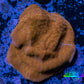 Psammocora Coral- Frag-  WYSIWYG Psammocora Coral- Frag-  WYSIWYG SPS Psammocora Coral- Frag-  WYSIWYG Zeo Box Reef