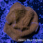 Psammocora Coral- Frag-  WYSIWYG Psammocora Coral- Frag-  WYSIWYG SPS Psammocora Coral- Frag-  WYSIWYG Zeo Box Reef