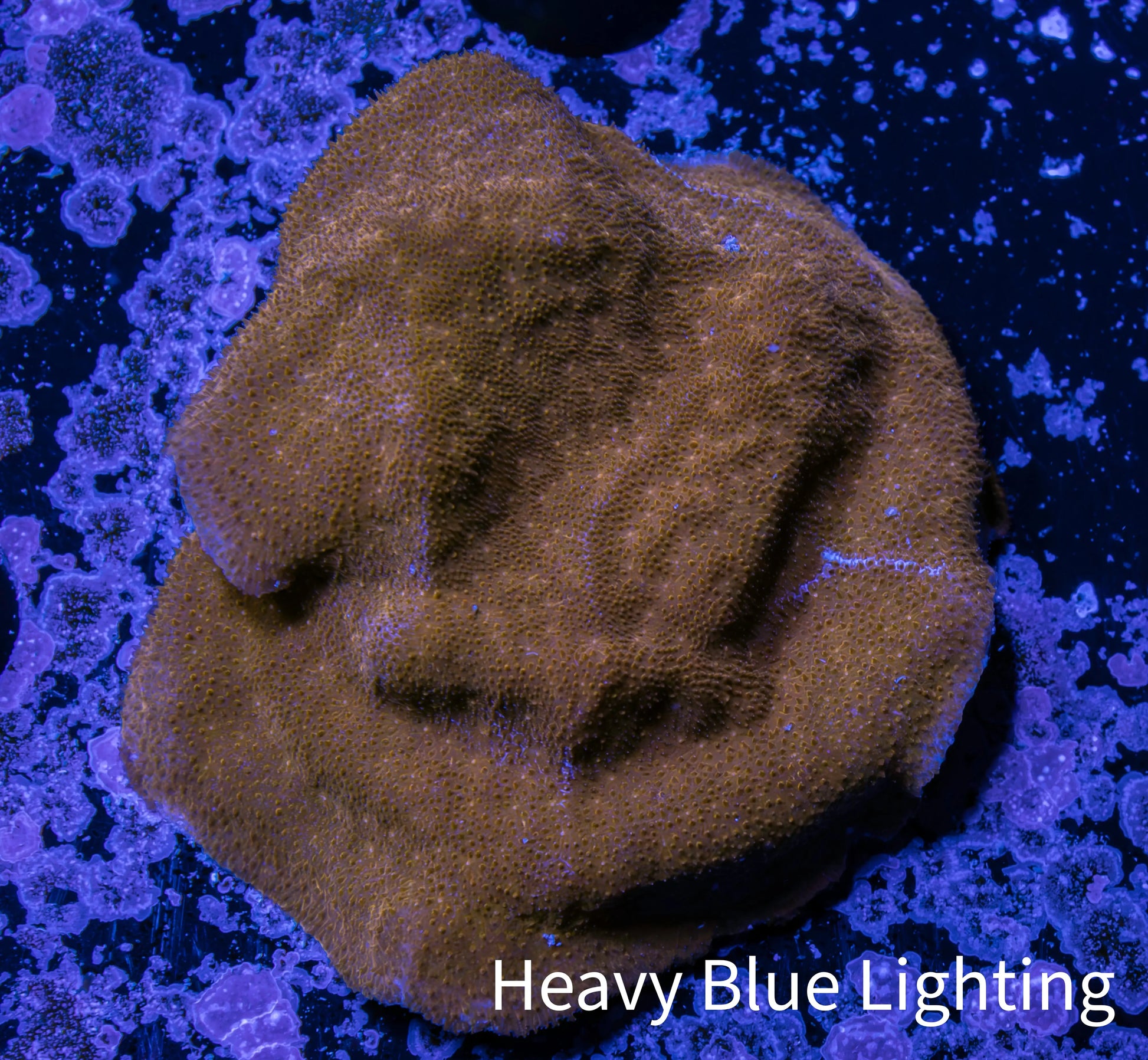Psammocora Coral- Frag-  WYSIWYG Psammocora Coral- Frag-  WYSIWYG SPS Psammocora Coral- Frag-  WYSIWYG Zeo Box Reef