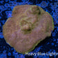 Psammocora Coral- Frag-  WYSIWYG Psammocora Coral- Frag-  WYSIWYG SPS Psammocora Coral- Frag-  WYSIWYG Zeo Box Reef