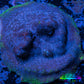 Psammocora Coral- Frag-  WYSIWYG Psammocora Coral- Frag-  WYSIWYG SPS Psammocora Coral- Frag-  WYSIWYG Zeo Box Reef