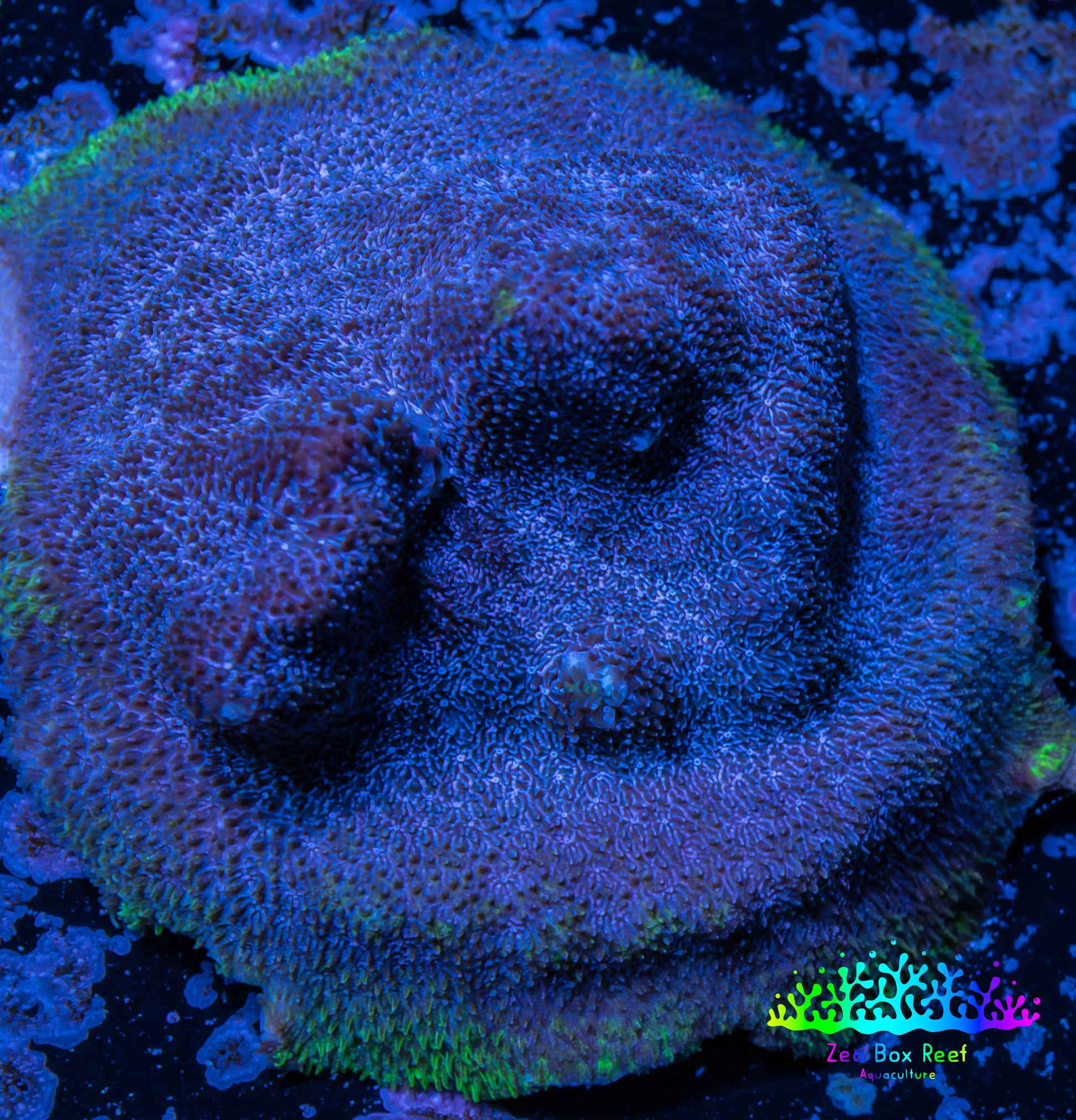 Psammocora Coral- Frag-  WYSIWYG Psammocora Coral- Frag-  WYSIWYG SPS Psammocora Coral- Frag-  WYSIWYG Zeo Box Reef