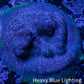 Psammocora Coral- Frag-  WYSIWYG Psammocora Coral- Frag-  WYSIWYG SPS Psammocora Coral- Frag-  WYSIWYG Zeo Box Reef
