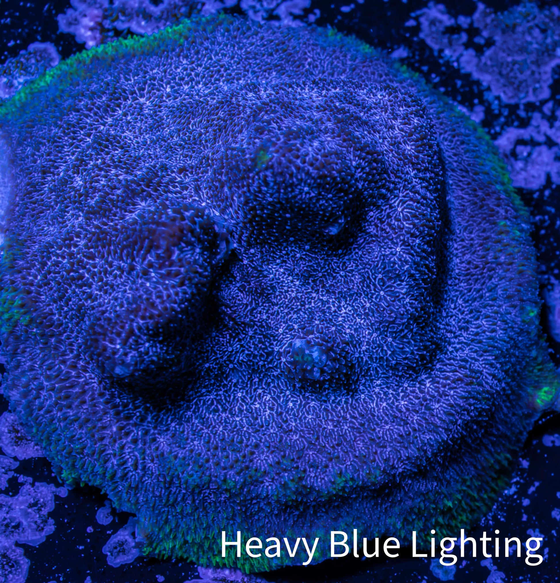 Psammocora Coral- Frag-  WYSIWYG Psammocora Coral- Frag-  WYSIWYG SPS Psammocora Coral- Frag-  WYSIWYG Zeo Box Reef