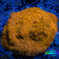 Psammocora Coral- Frag-  WYSIWYG (Copy) Psammocora Coral- Frag-  WYSIWYG (Copy) SPS Psammocora Coral- Frag-  WYSIWYG (Copy) Zeo Box Reef