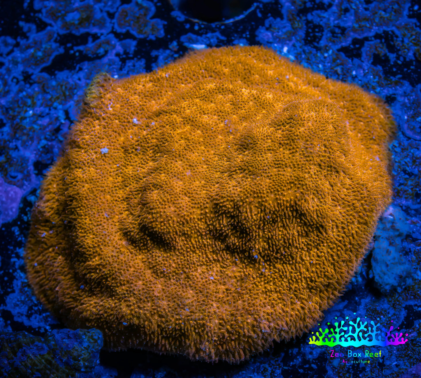 Psammocora Coral- Frag-  WYSIWYG (Copy) Psammocora Coral- Frag-  WYSIWYG (Copy) SPS Psammocora Coral- Frag-  WYSIWYG (Copy) Zeo Box Reef