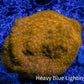 Psammocora Coral- Frag-  WYSIWYG (Copy) Psammocora Coral- Frag-  WYSIWYG (Copy) SPS Psammocora Coral- Frag-  WYSIWYG (Copy) Zeo Box Reef