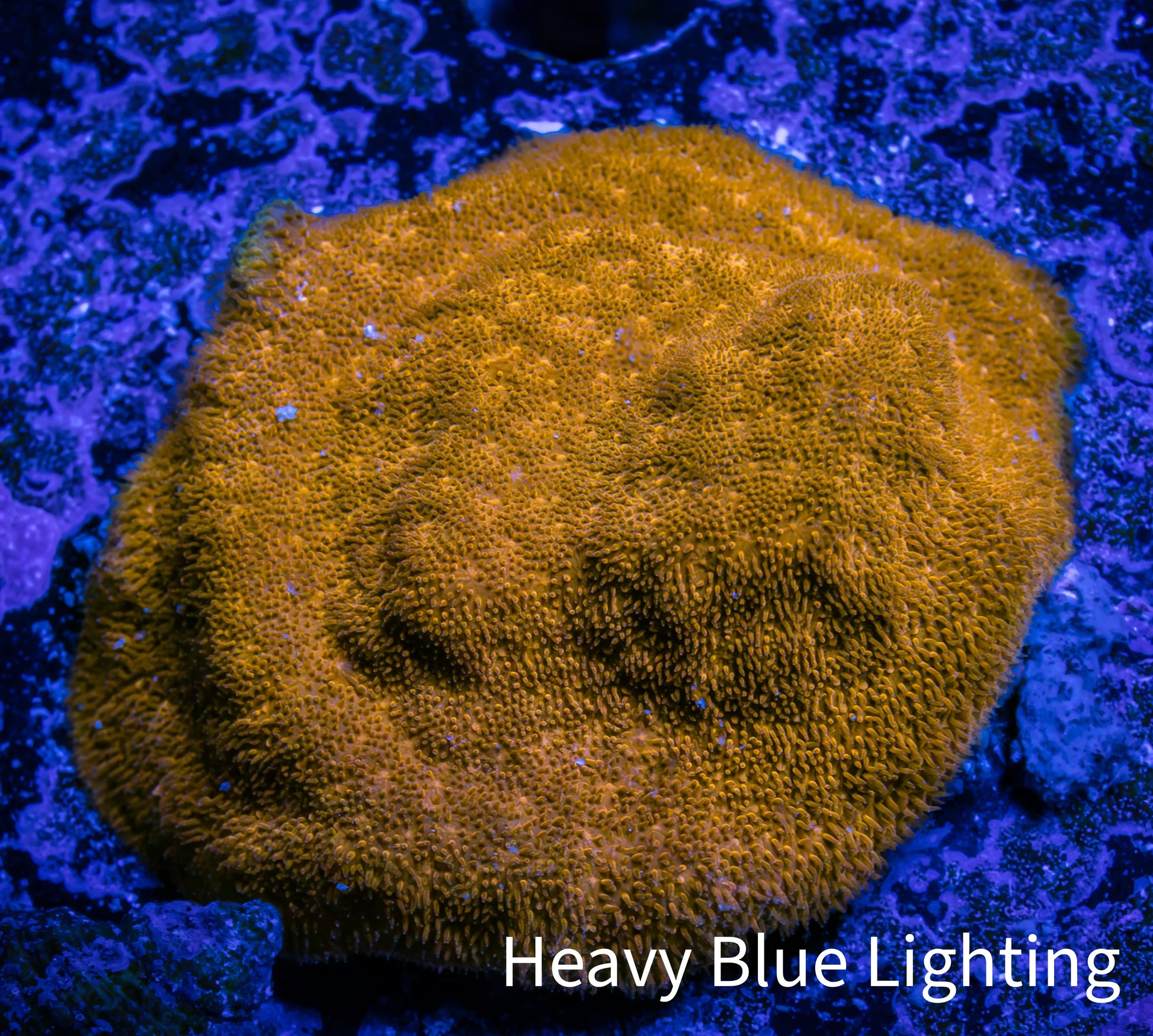Psammocora Coral- Frag-  WYSIWYG (Copy) Psammocora Coral- Frag-  WYSIWYG (Copy) SPS Psammocora Coral- Frag-  WYSIWYG (Copy) Zeo Box Reef