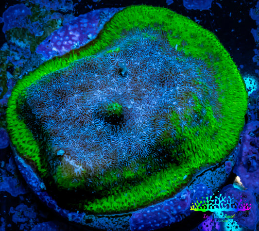 Psammocora Coral- SPS Frag-  WYSIWYG Psammocora Coral- SPS Frag-  WYSIWYG SPS Psammocora Coral- SPS Frag-  WYSIWYG Zeo Box Reef