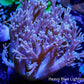 Pulsing Xenia Coral  WYSIWYG 12cm Pulsing Xenia Coral  WYSIWYG 12cm Soft Coral Pulsing Xenia Coral  WYSIWYG 12cm Zeo Box Reef