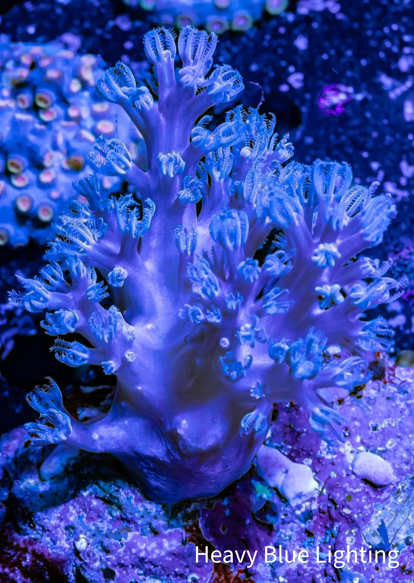 Pulsing Xenia Coral  WYSIWYG 6cm Pulsing Xenia Coral  WYSIWYG 6cm Soft Coral Pulsing Xenia Coral  WYSIWYG 6cm Zeo Box Reef