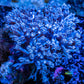 Pulsing Xenia Coral  WYSIWYG 7cm Pulsing Xenia Coral  WYSIWYG 7cm Soft Coral Pulsing Xenia Coral  WYSIWYG 7cm Zeo Box Reef