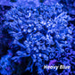 Pulsing Xenia Coral  WYSIWYG 7cm Pulsing Xenia Coral  WYSIWYG 7cm Soft Coral Pulsing Xenia Coral  WYSIWYG 7cm Zeo Box Reef